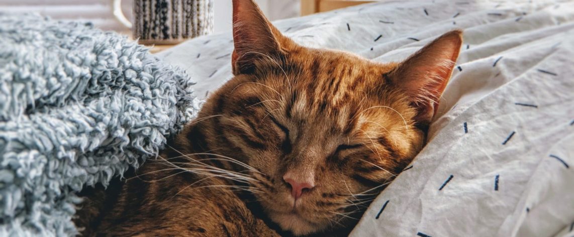 immobilier de rendement