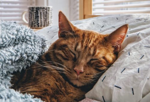 immobilier de rendement