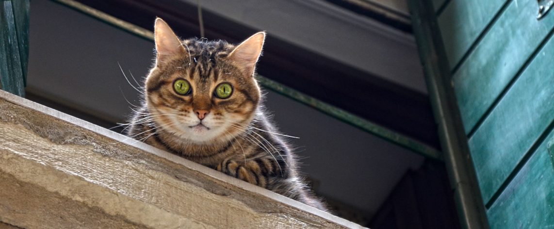 Comparatif Assurance Loyers Impayés