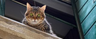 Comparatif Assurance Loyers Impayés