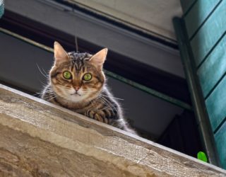 Comparatif Assurance Loyers Impayés