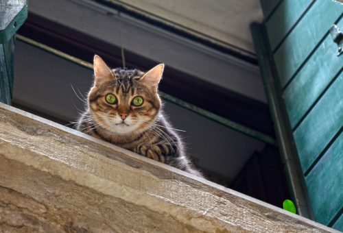 Comparatif Assurance Loyers Impayés